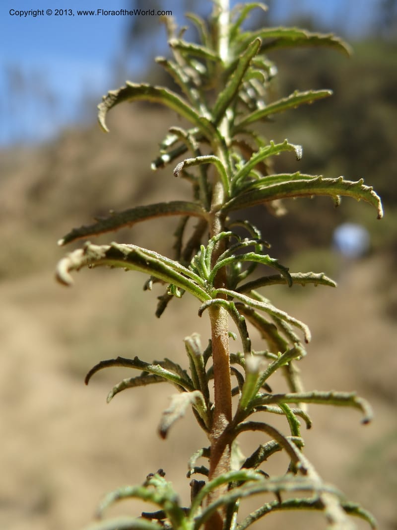 Calceolaria, WDS 34050--Chile. Pichilemu. 13 Feb 2013. DSC00590 (201).JPG