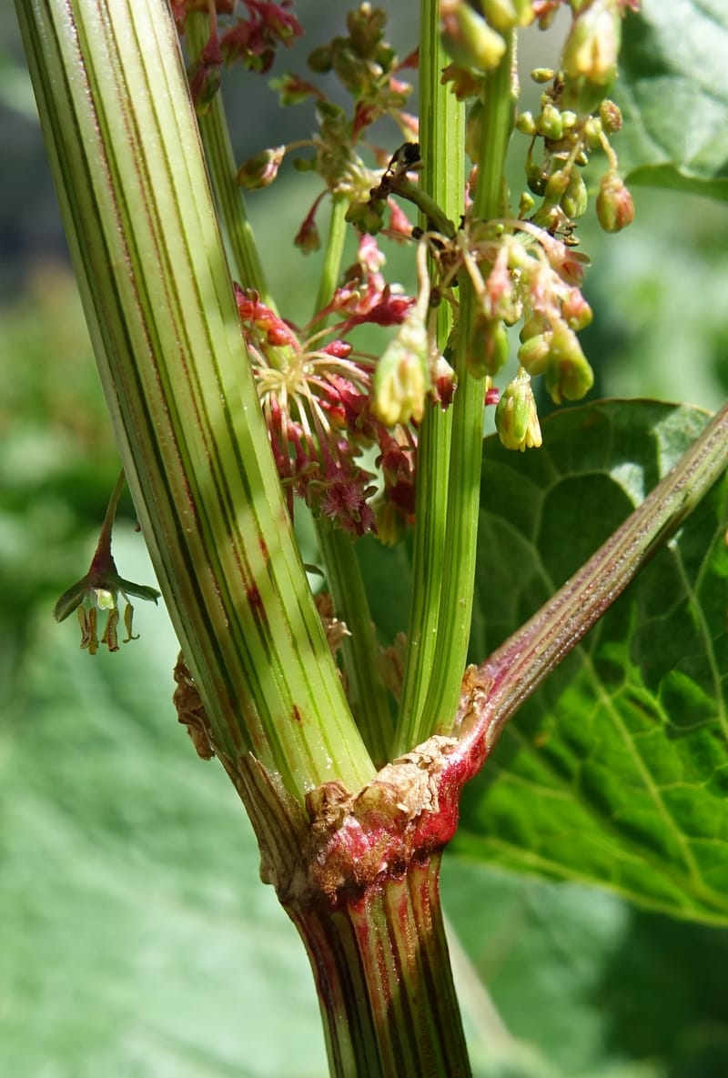 Rumex alpestre, Not collected--Switzerland. Sass Almagell. Lac Mattmark. 3 Jul 2016. DSC08449 (510).JPG