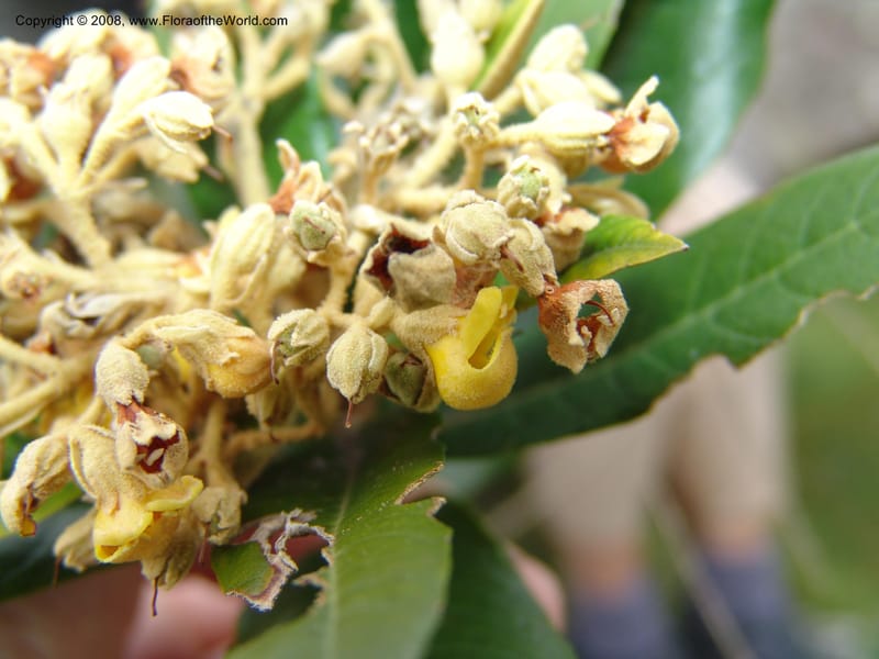 Anastrabe integerrima--So.Africa. E. Cape. Umtamvuna Nat. Res. 11 Mch 05. 084.jpg