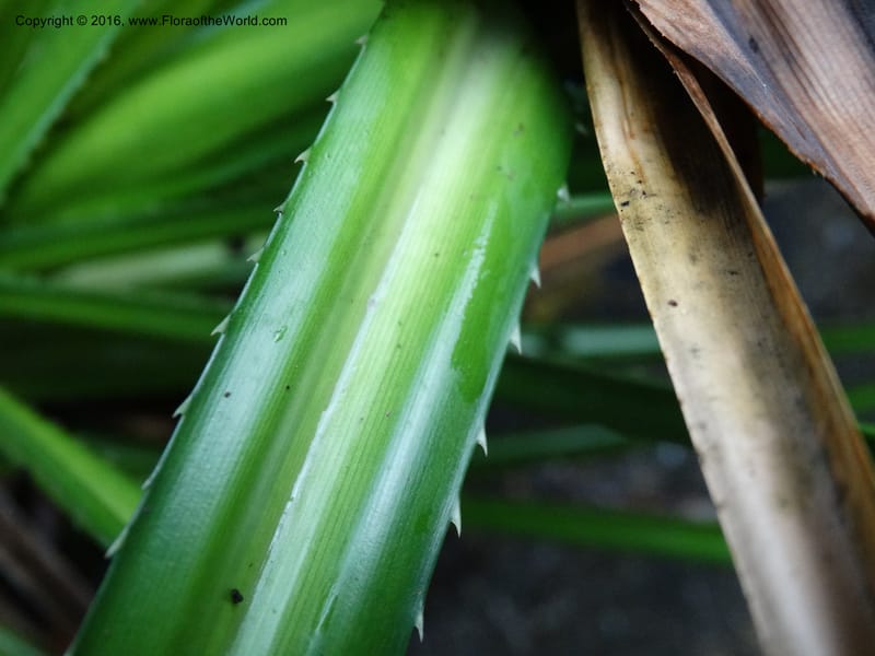 Pandanus borneensis, Callmander, M 1186--Sabah. G. Silam. 1 Oct 2014. DSC00937 (184).JPG