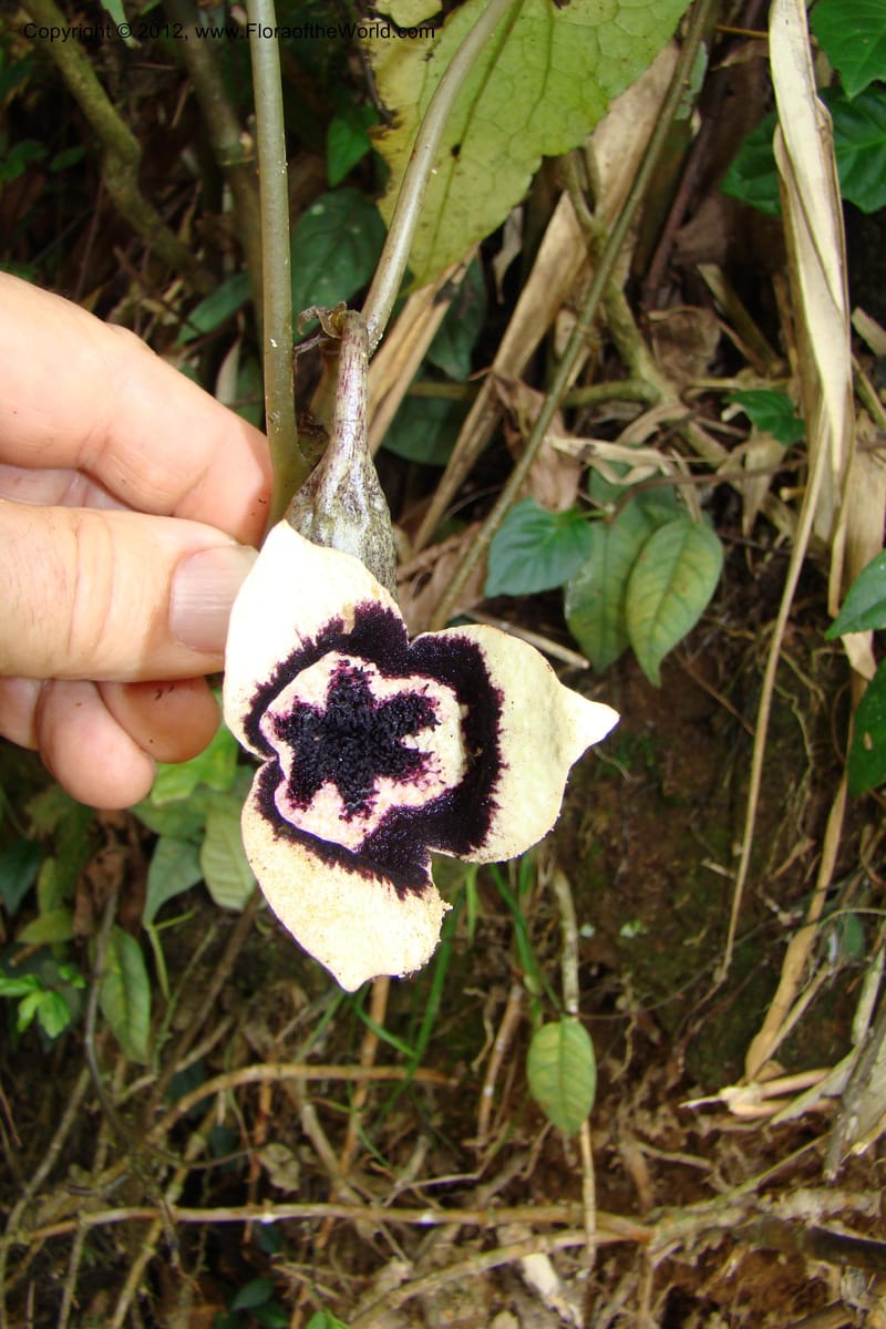 Asarum, Regalado 1670--Viet Nam.Hoang Lien Son. 7 Apr 09. 072 (41).jpg