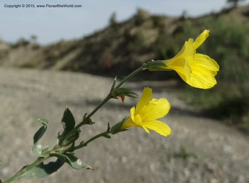 Linum orientale, Davidson, C 12450--Georgia (Caucasus). Kakheti Region. (Kiziki). Toward Vashlovani. 6 Jun 2014. DSC07328 (428).JPG