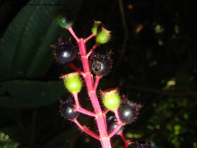 Tococa guianensis, AAraujoM1251--Bolivia. Pq. Nac. Madidi. Chalalan. Send. Anta. 30 Nov 04. 261.jpg