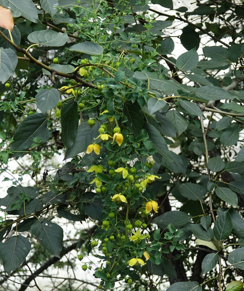 Clematis tangutica, Not collected--China. Sichuan. Yibailingba-gou. 12 Aug 2017. DSC04660 (450).JPG
