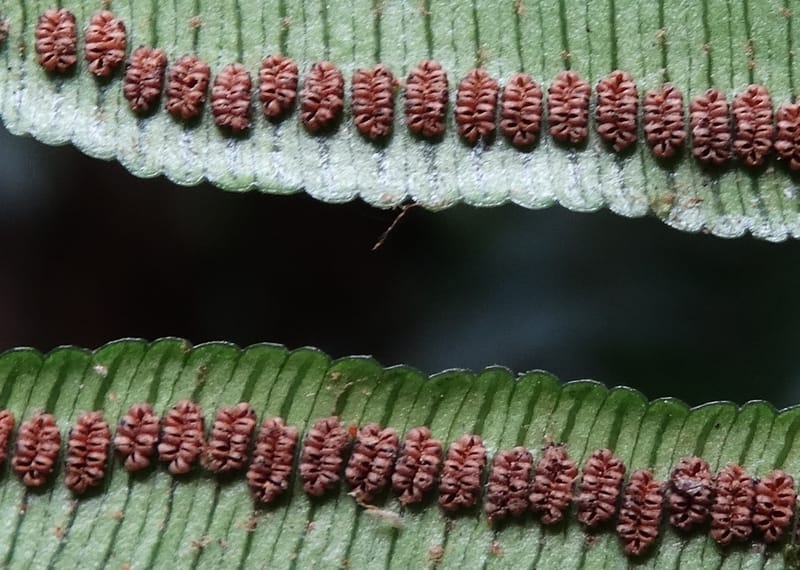 Angiopteris, Munzinger, J 7403--New Caledonia. Haute Robinson. 11 Nov. 2015. DSC00909 (326).JPG