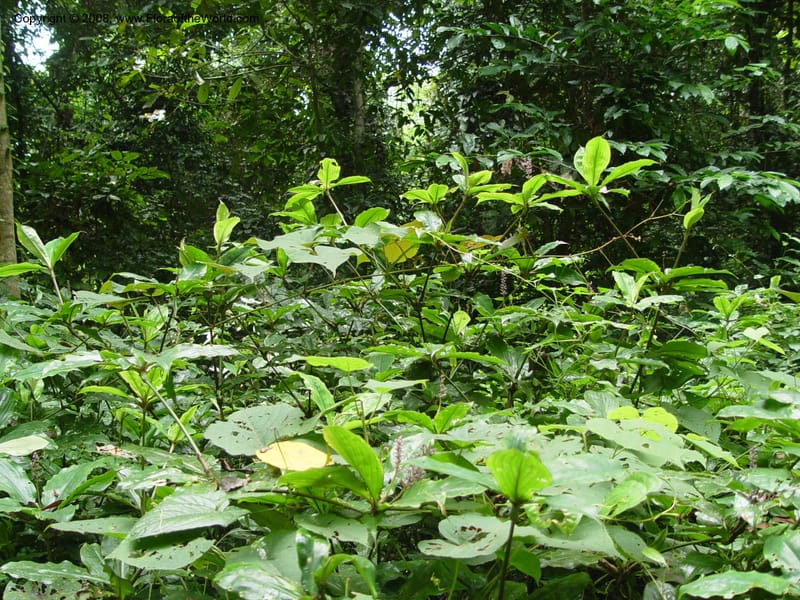 Palisota ambigua--Cameroon. Bimbia Mangrove Nat. Trail. 8 Dec 03. 083.jpg
