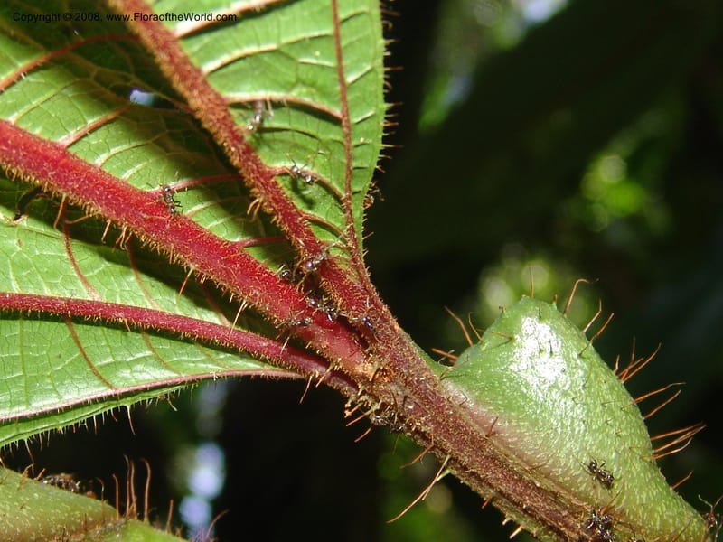 Tococa guianensis, AAraujoM1251--Bolivia. Pq. Nac. Madidi. Chalalan. Send. Anta. 30 Nov 04. 267.jpg
