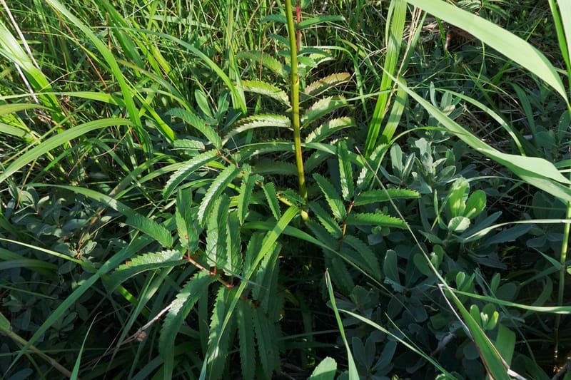 Sanguisorba tenuifolia--Japan. Hokkaido. Sarobetsu. 4 Aug 2016. DSC00970 (121).JPG