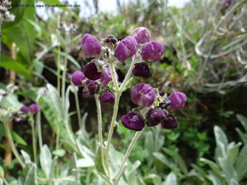Calceolaria arachnoidea, WDS 34214--Chile. Cta 115. 11.5 km W of La Laguna. 22 Feb 2013. DSC02736 (89).JPG