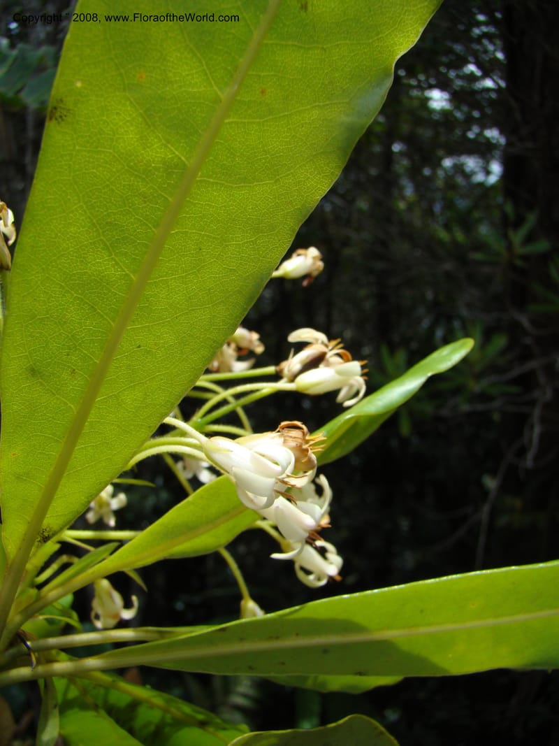Pittosporum, CGemmill x--New Caledonia. Monts Dzumac. 20 Nov 07. 071.jpg