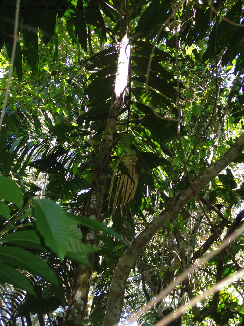 Socratea exorrhiza, not coll.--Bolivia. Pq. Nac. Madidi. Chalalan. Sendero Wichi. 25 Nov 04. 006.jpg