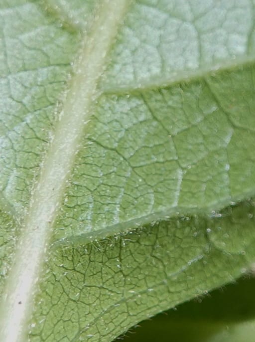 Aporosa dioica, D. Boufford 44137--China. Yunnan. Pu Wen to Da Du Gang on G213. 4 May 2018. DSC01724 (159).JPG