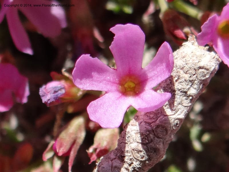 Douglasia, Davidson, C 12194--ID. Boise Co. Scott Mtn. Lookout Road. 18 Jun 2013. DSC06609 (70).JPG