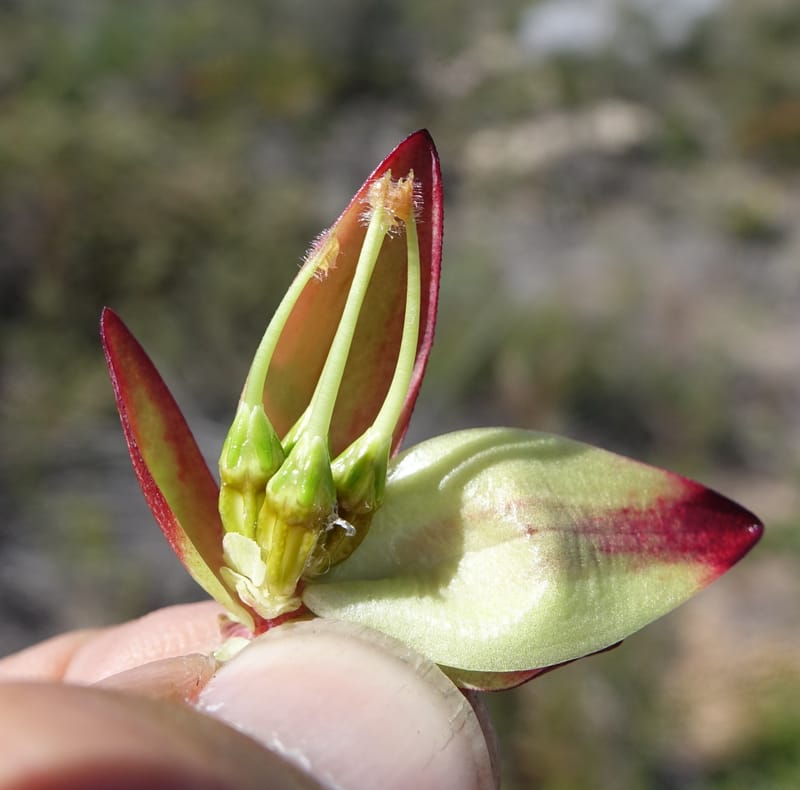 Darwinia speciosa, Davidson, C 13415--Australia. Kingia locality. 23 Oct 2016. DSC04566 (103).JPG