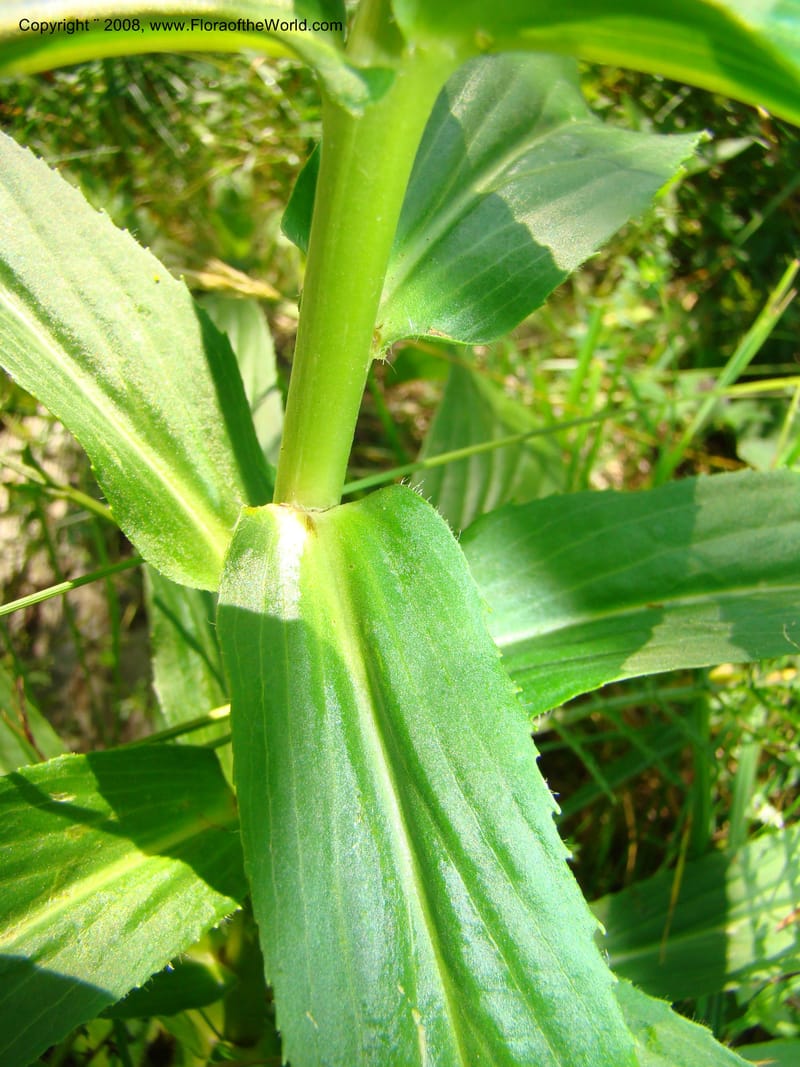 Digitalis grandiflora, CDavidson11255--Slovenia. Gorenska Reg. Velika Planina. 6 Jul 08. 161.jpg