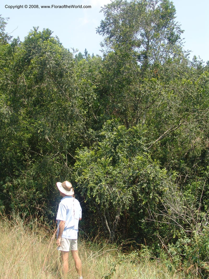 Maytenus peduncularis--So.Africa. Mpumal. Buffelskloof Private Nat. Res. 17 Mch 05. 068.jpg