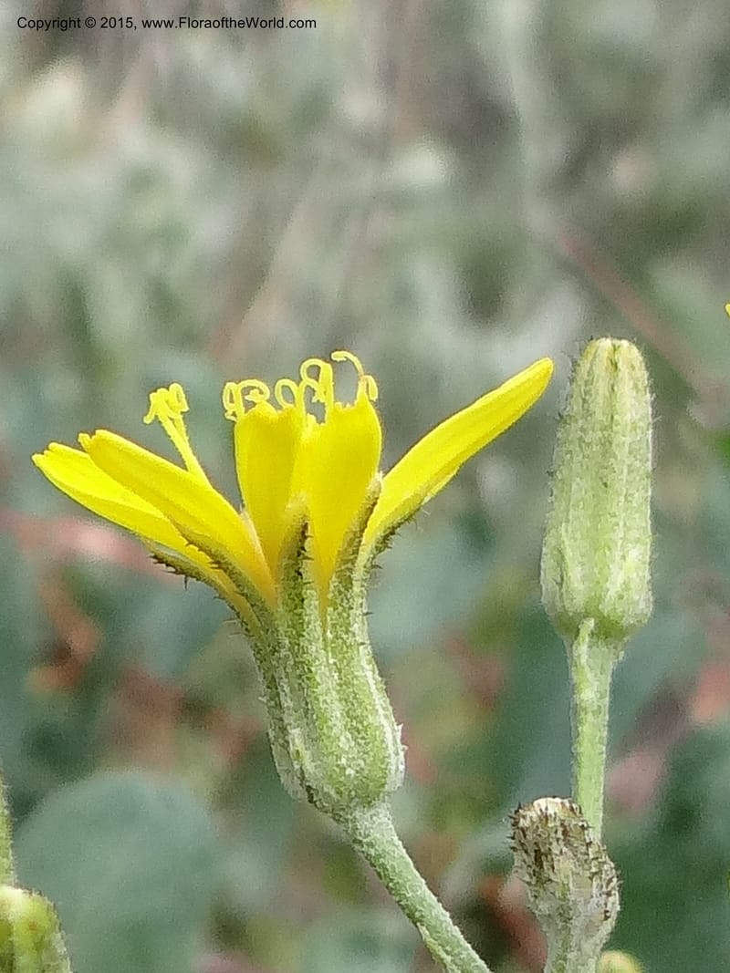 Crepis atribarba, Mansfield, D 12-659--ID. Bear Lake Co. Mt. Sherman. 13 Jul 2012. (10).JPG