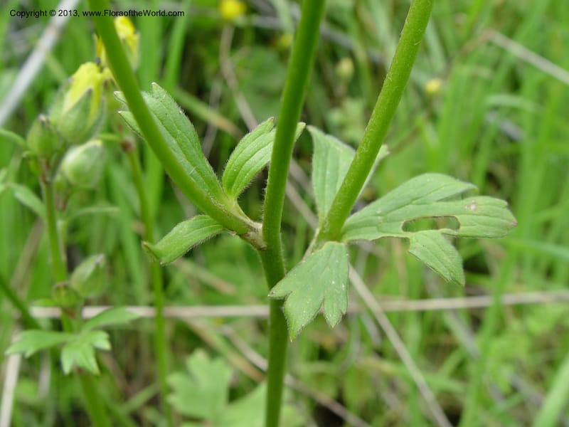 Ranunculus ollissiponensis--Spain. Gran.Prov. 4 km S Jct. Albondon-Albunol, C333. 1 (27).jpg