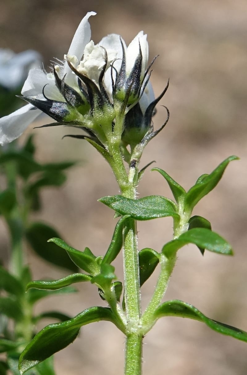 Logania serpyllifolia, Davidson, C 13471--Australia. W.A. Albany Hwy, odom 33.5. 28 Oct 2016. DSC05957 (18).JPG