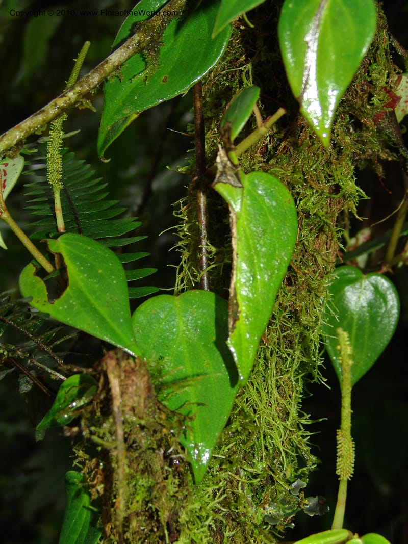 Peperomia, Croat 95716--Ecuador. Maquipucuna Biol. Res. Send. Princip. 11 Mar 06. 107 (7).jpg