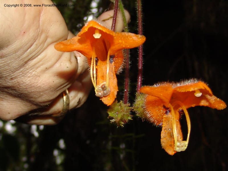 Columnea strigosa, Croat94580--Ecuador. Prov. Pichincha. Reserva Bellavista. 14 Feb 05.  150.jpg