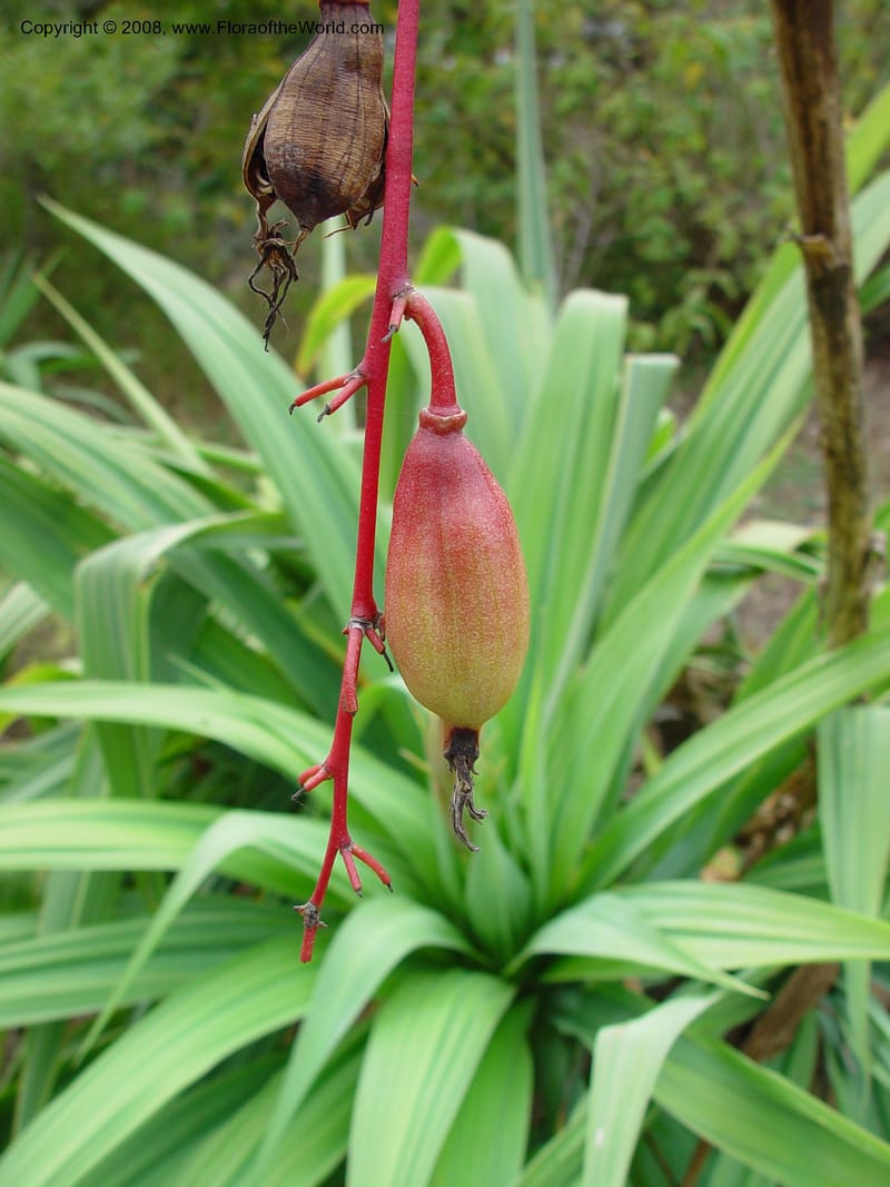Beschorneria chiapensis. 76.2017--CA. UC Berkeley Bot. Gard. 11 Feb 03. 112.jpg