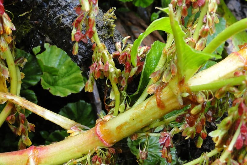Rumex tolimensis, Ulloa 1994--Ecuador. Napo. Papallacta to Baeza. 1 Jun 2011. 376 (24).jpg
