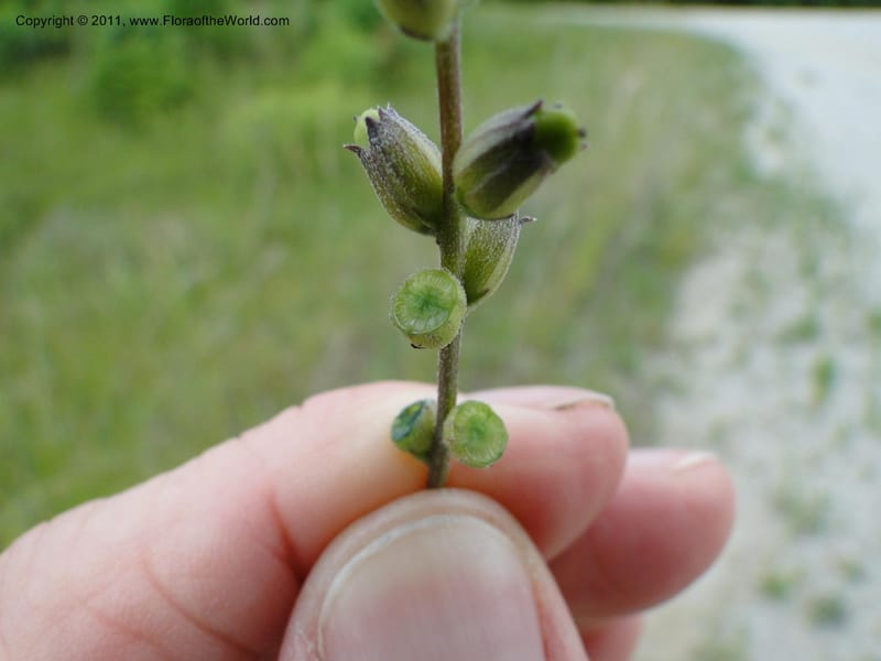 Buchnera americana, Mori, S 27419, USA, North Carolina, Jones Co, Catfish L Rd 10.5 miles from jct with Hwy 58, E of Maysville, 23 May 2010 (23).JPG