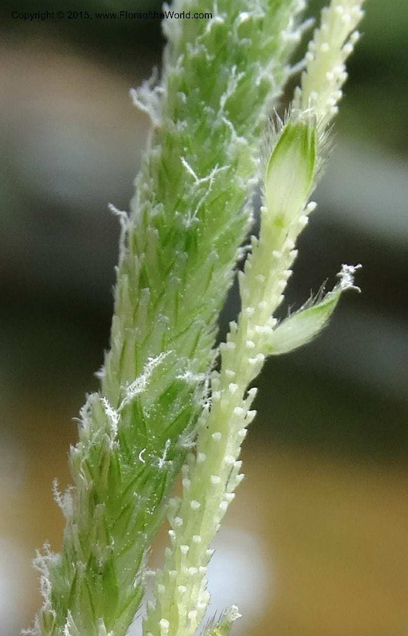 Alopecurus aequalis, Davidson, C 12610--Idaho. Valley Co. Payette Lake. Sylvan Cr. 20 Jul 2014. DSC00669 (129).JPG