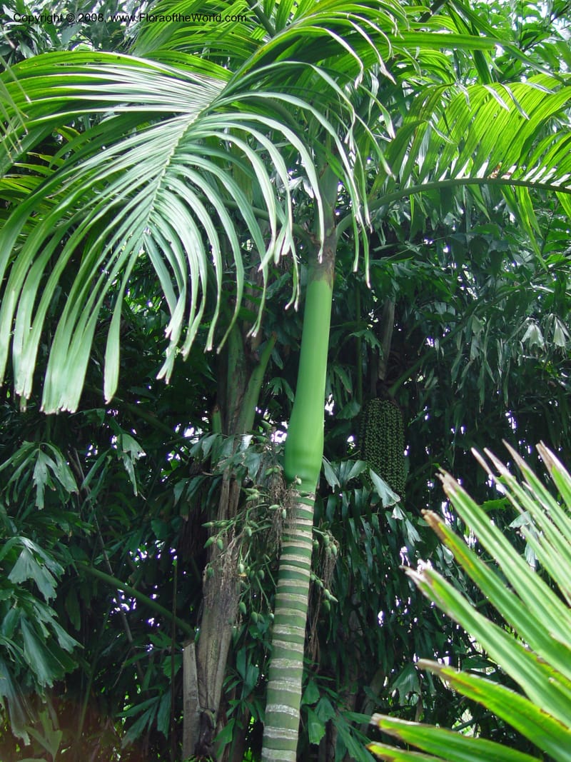 Areca cathechu--FL. Fairchild Tropical Gard. 8 Apr 03. 198.jpg