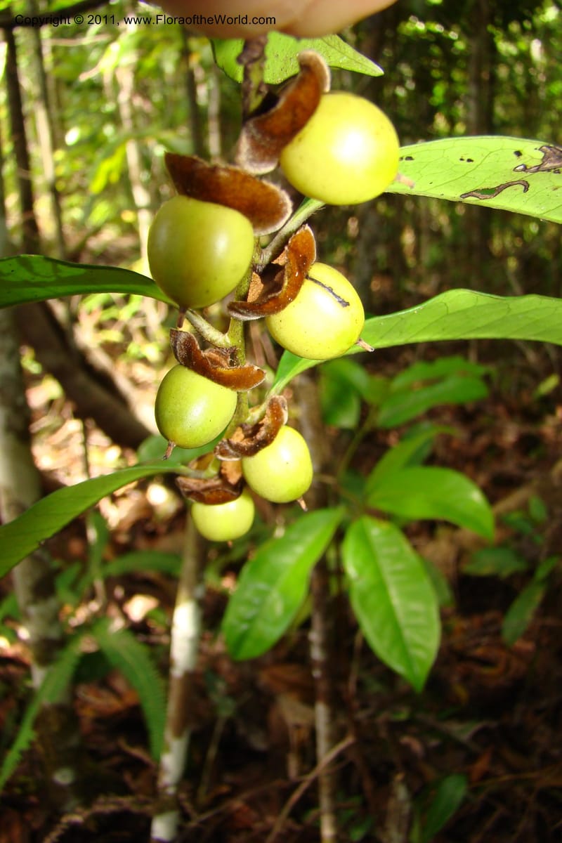 Diospyros, Phillipson 6113--Madagascar. Prov. Fianarantsoa. Manombo Nat. Park. 13 Jan 09. 017.jpg