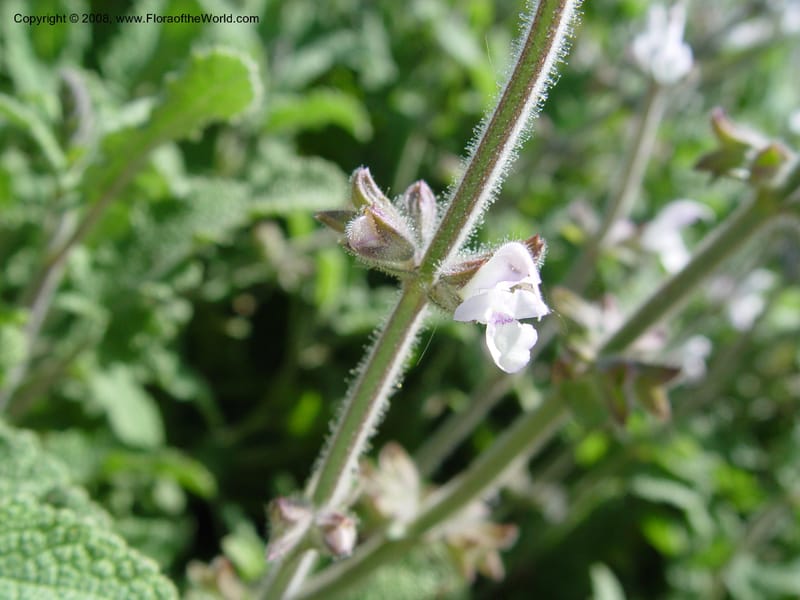 Salvia disermas, 2002.0096--Spain. Barcelona Botanic Garden. 19 Apr 04. 130.jpg