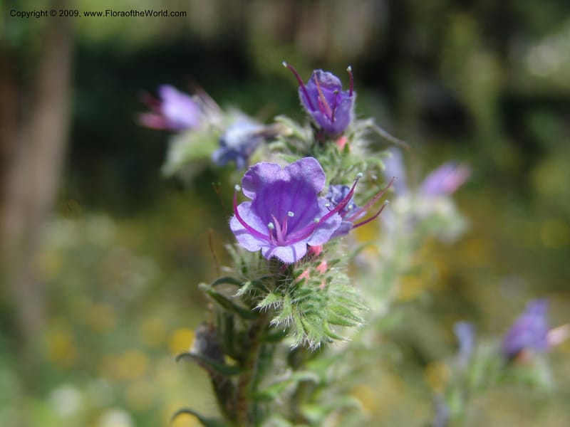 Echium vulgare--AZ. Arboretum at Flagstaff. 3 Sept. 04. 040.jpg