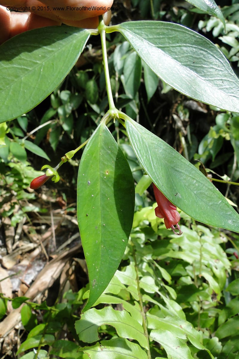 Aeschynanthus, Regalado 1870--Viet Nam. Thac Kazan waterfall. 10 May 2011. 266 (15).jpg
