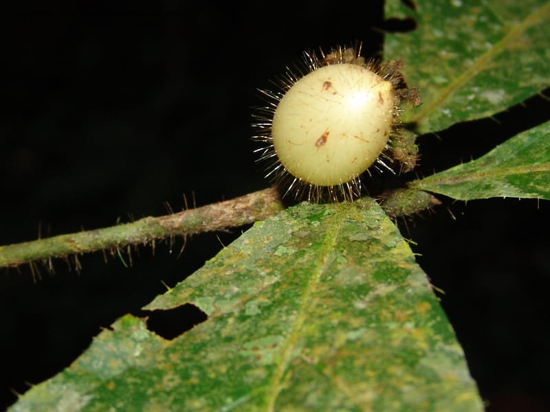 Cordia nodosa, not coll.--Bolivia. Pq. Nal. Madidi. Chalalan, Send. sin nombre. 24 Sep 06.  420.jpg