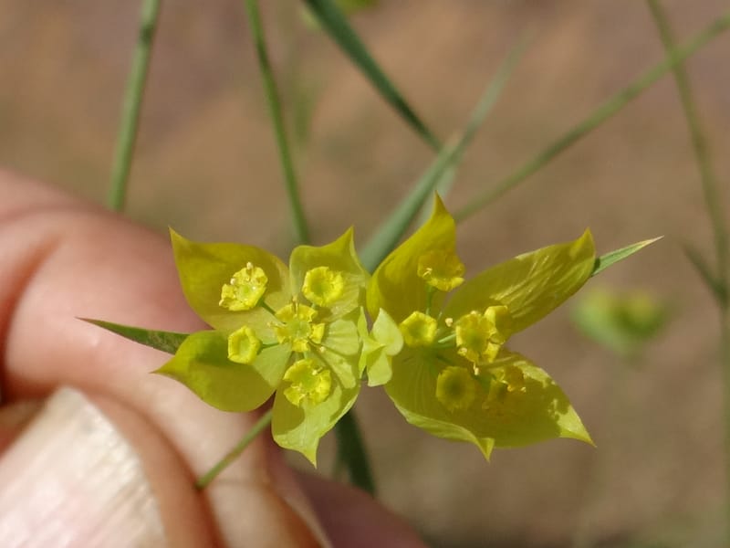 Bupleurum--Kurdistan. Tawailla. Stop 3. 22 May 2013. DSC04827 (29).JPG
