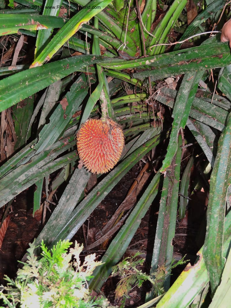 Pandanus fusinus, Callmander 1006--Sarawak. Gunong Fairy. 27 Mar 2012. DSC05525 (13).JPG