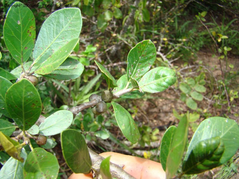 Bursera ariensis, NMartinezM2414--MX. Chiapas. Jiquipilas. Cerro el Campanario. 14 Sep 08. 110.jpg