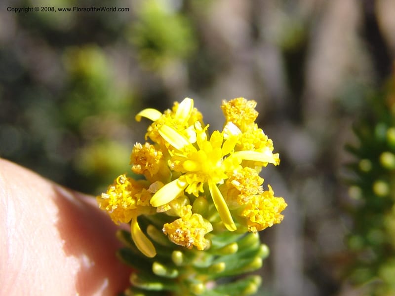 Euryops candollei--So.Africa. E. Cape. Joubert's Pass, SE of Lady Gray. 9 Mch 05. 004.jpg