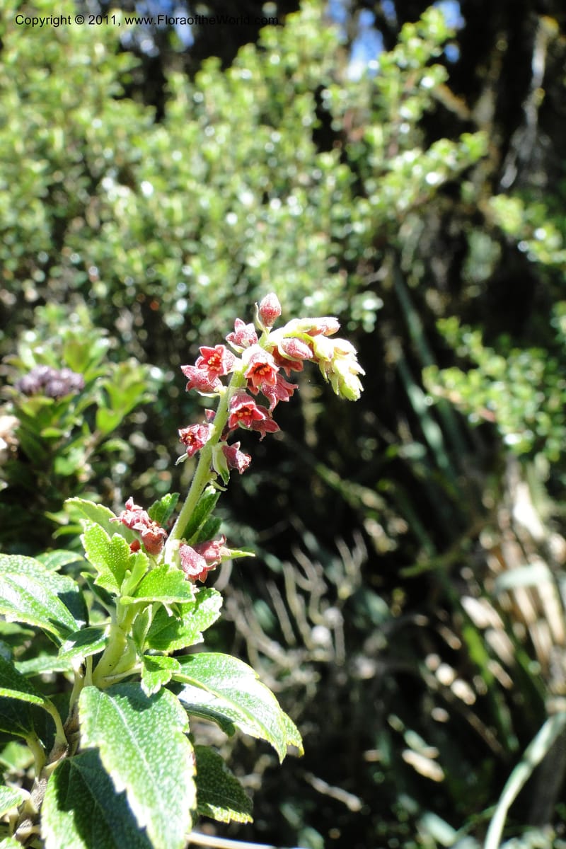 Ribes ecuadorense, Ulloa 2103--Ecuador. P. N. Sangay. 6 June 2011. 231 (3).jpg
