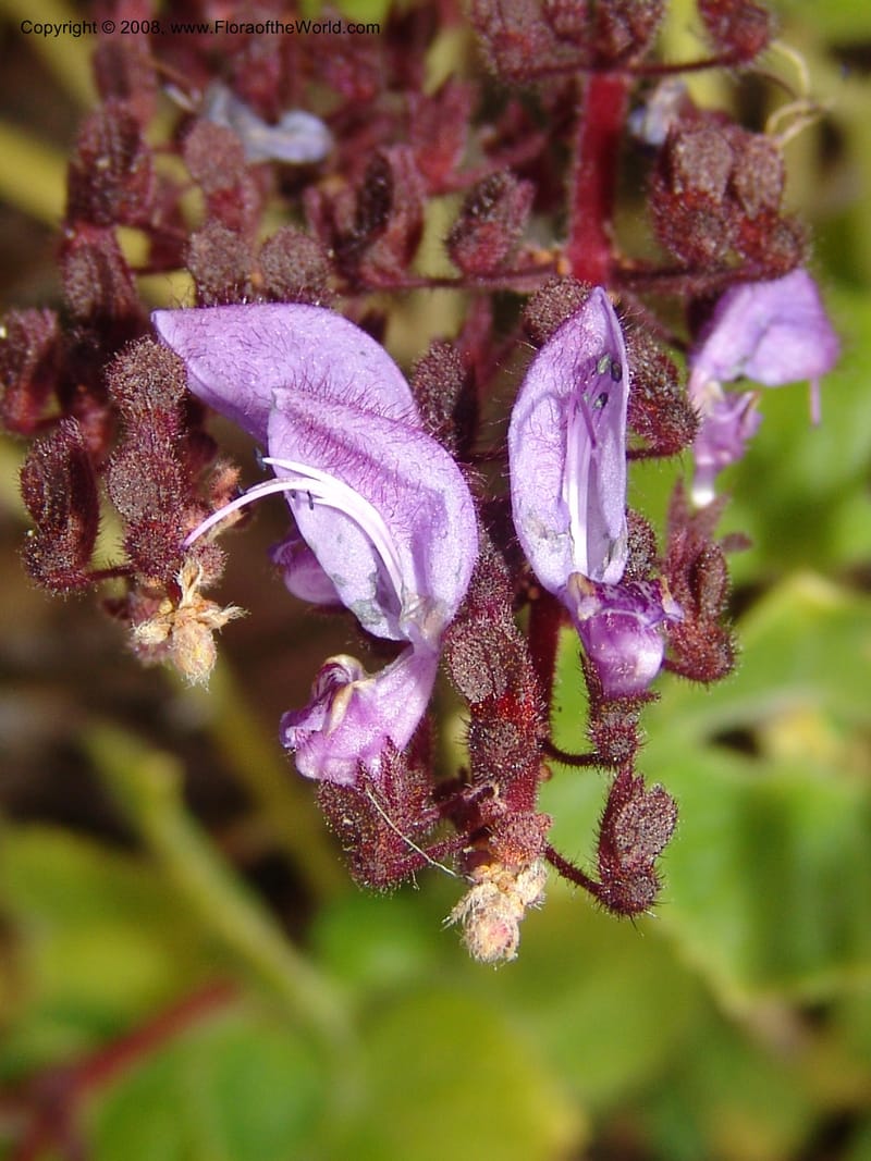 Plectranthus lanuginosus, 74.0330--CA. UC Berkeley Bot. Garden. 8 Dec 06. 053.jpg