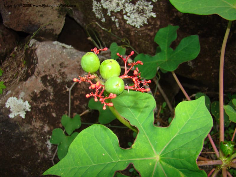 Jatropha podagrica, not coll.--Nicaragua. Esteli. Rd to Miraflores, N of Esteli. 17 Jun 08. 055.jpg