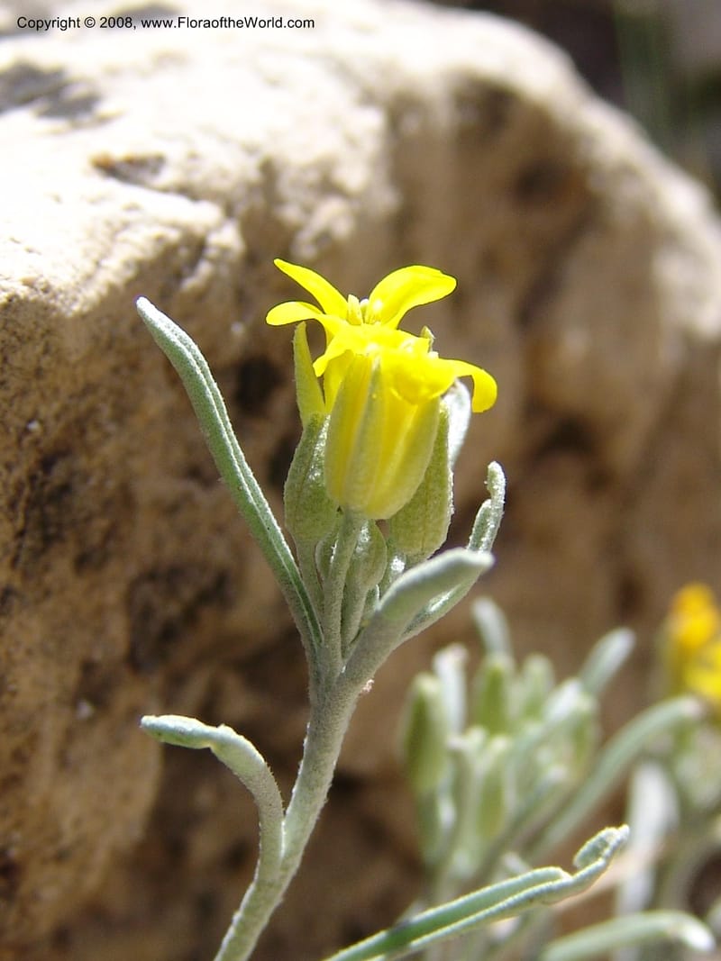 Erysimum capitatum, CDavidson11032--AZ. Coconino Co. Walnut Canyon Nat. Mon. 15 May 06. 066.jpg