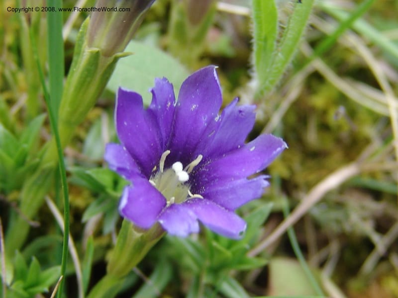 Gentiana pyrenaica--Georgia. Kazbegi region. N slope-pasture, E of Sno. 3 Jun 05. 093.jpg