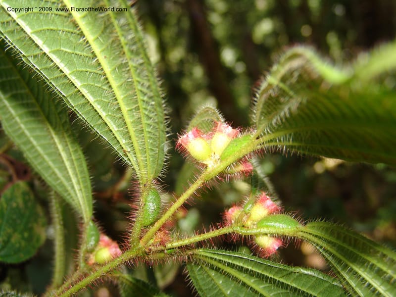 Tococa, DNeill15936--Ecuador. Prv. Zam. Ch. C del Condor. Wawaime plot. 22 Sep 07. 184.jpg