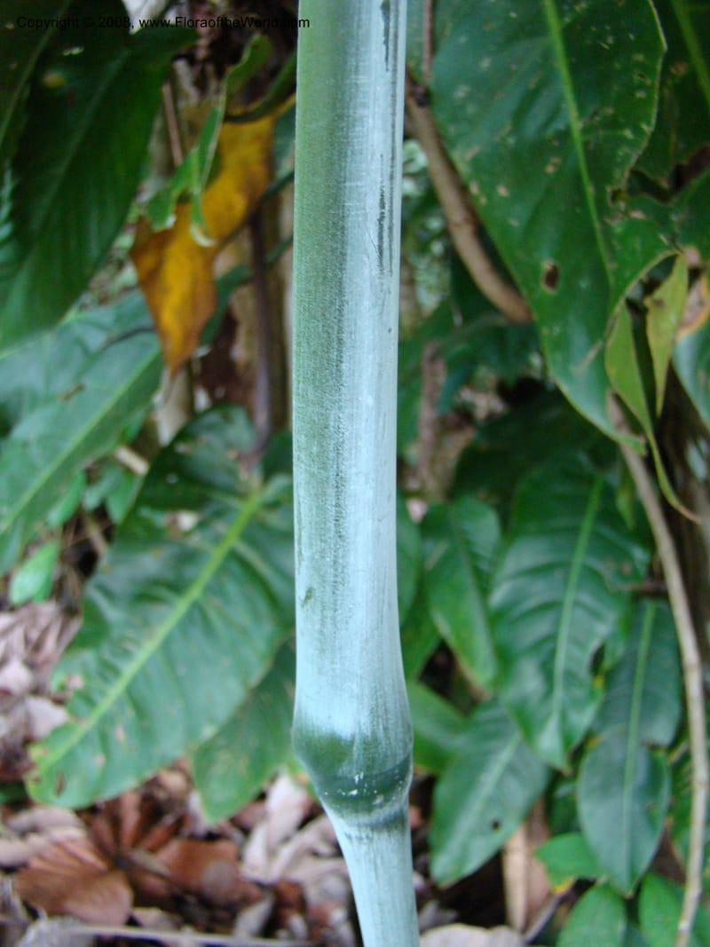 Ischnosiphon inflatus, RAguilar11183--Costa Rica. Puntar. Osa. Los Mogos. 17 Apr 08. 328.jpg