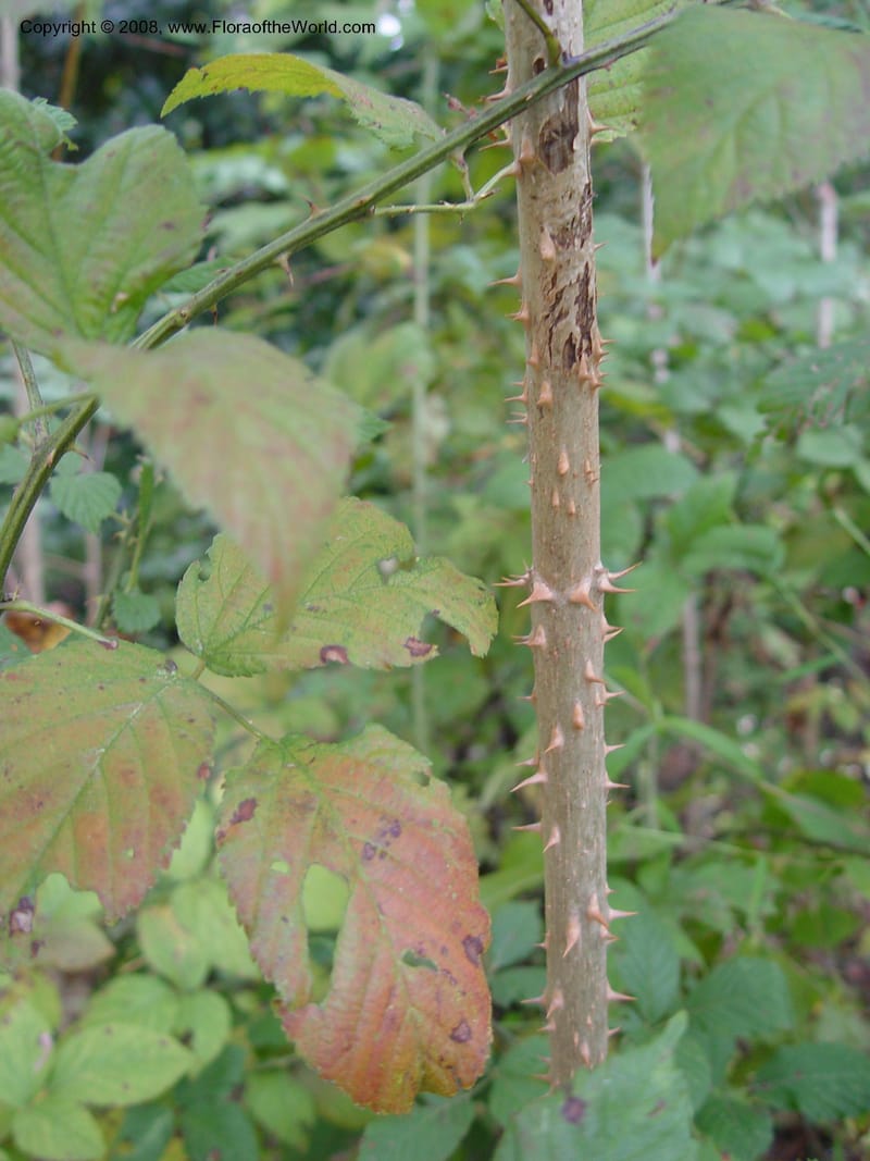 Aralia spinosa--No Carolina. Sarah P. Duke Garden, Durham. 11 Oct 03. 096.jpg