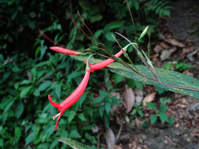 Tetranema gamboanum, Hammel 26109--Costa Rica. Road into Ranchos Tinamu. 3 Mar 2012. DSC03548 (140).JPG