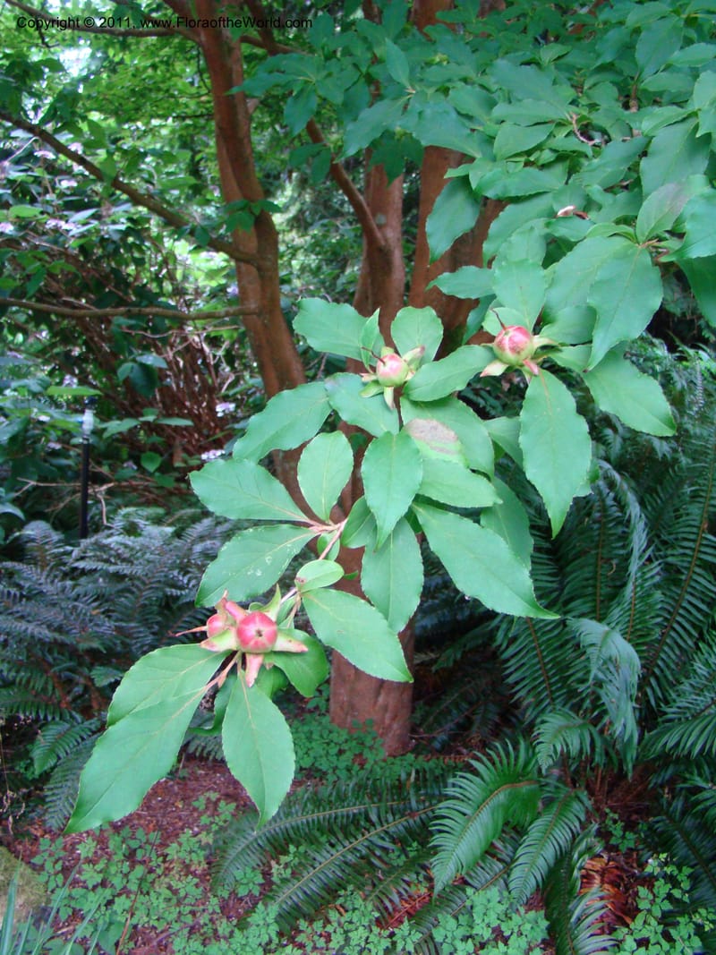 Stewartia serrata, 19888-0104-1981--Canada. BC. Univ. BC Bot. Garden. 27 Jul 08. 084.jpg