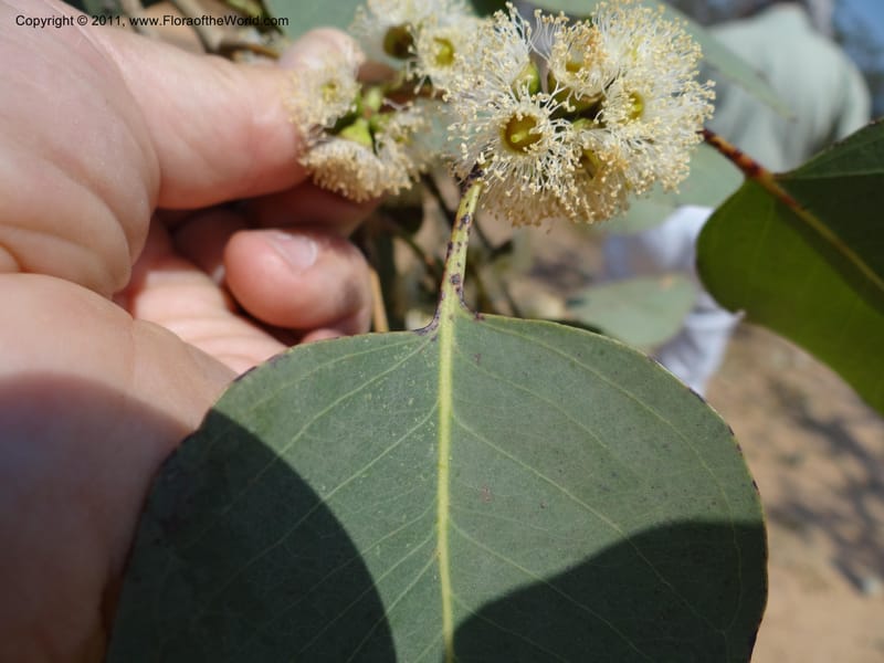Eucalyptus platyphylla, B. Gray 9065--Australia. Queensland. Bakerville. 22 Sep 2011. (20).JPG